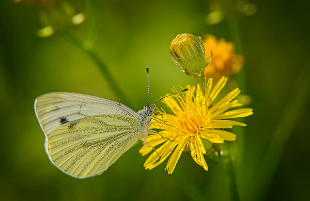 Der Grünader-Weißling (Pieris napi) auf der Blüte :)) The Green-veined White butterfly (Pieris napi) on the flower :)) Le Piéride du navet (Pieris napi) sur la fleur :))