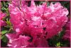 Rhododendron