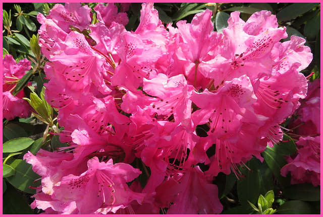 Rhododendron