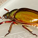 IMG 7103Beetle