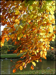 golden beech leaves