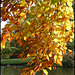 golden beech leaves