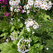 101 Primula japonica  Japan- Etagenprimel