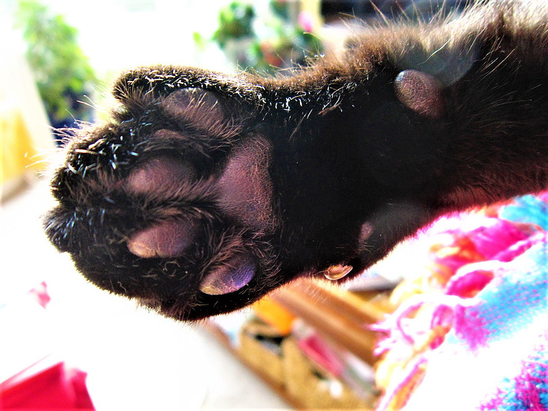 He stretches his paw when he's enjoying the attention