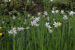 Narcissus poeticus