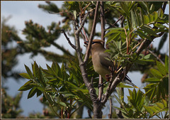 Cedar waxwing cleaning up the joint