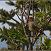 Cedar waxwing cleaning up the joint