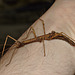 Stick Insect IMG_2666