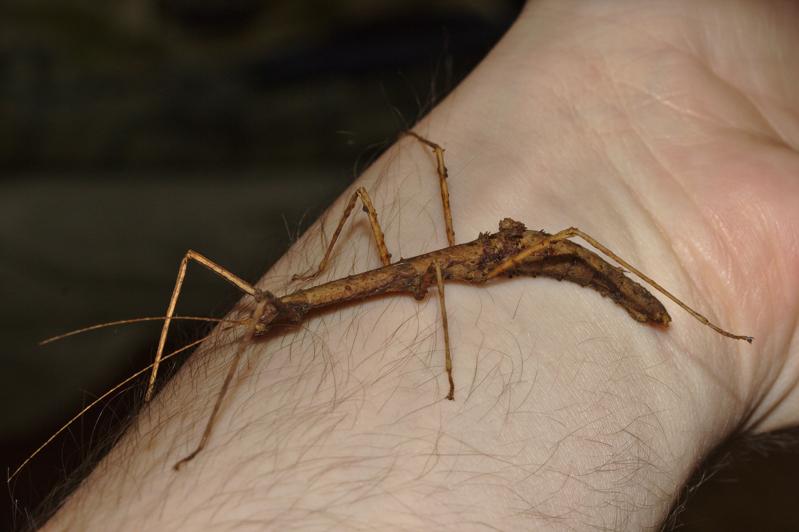 Stick Insect IMG_2666