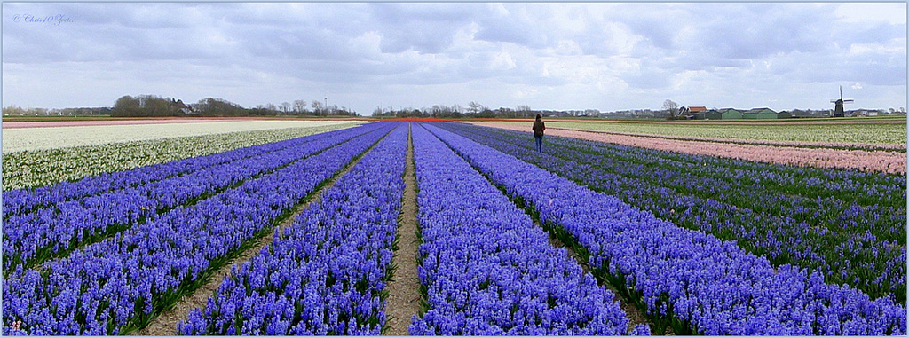 There She goes, between the Hyacinths... They smell delicious!