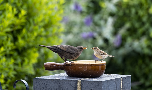 Drinking Buddies