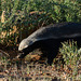 Namibia, The Honey Badger