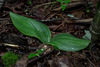 Platanthera orbiculata (Pad-leaf orchid) leaves