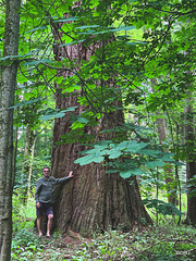 Ancient trees on the Altyre estate