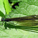 Ebony Jewelwing, female