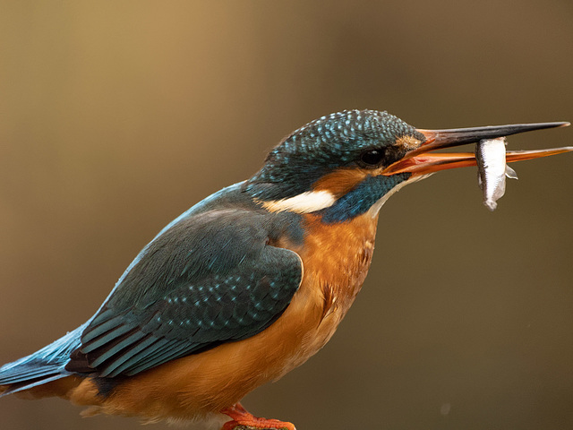 Eisvogel