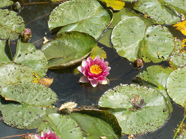 hin[22] - pink waterlily