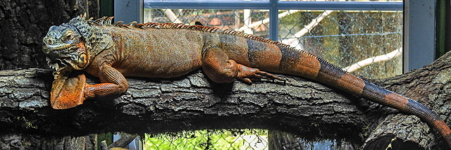 20230728 3341CPw [D~HF] Roter Leguan (Iguana iguana), Tierpark Herford