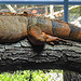 20230728 3341CPw [D~HF] Roter Leguan (Iguana iguana), Tierpark Herford