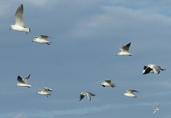 The Freedom of Gulls (2) - 13 January 2015