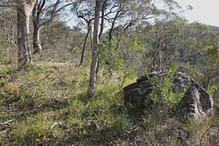 Eucalyptus microcarpa Woodland, Waite Conservation Reserve