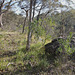 Eucalyptus microcarpa Woodland, Waite Conservation Reserve