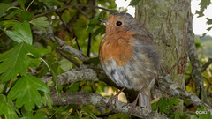 The Gazebo robin waiting to be fed