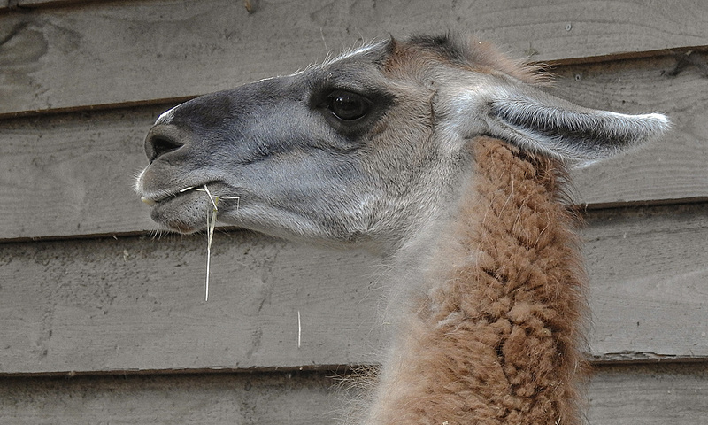 20181021 4354CPw [D~HF] Guanako (Lama guananicoe), Tierpark Herford