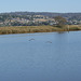 Geese On The River Tamar