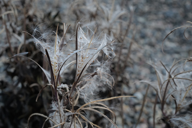 Epilobium tetragonum, Canada  L1010879