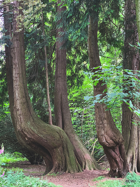 Ancient trees on the Altyre estate