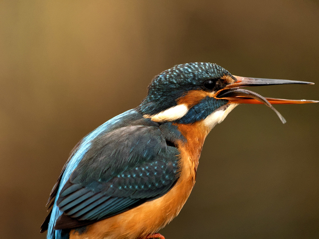 Eisvogel