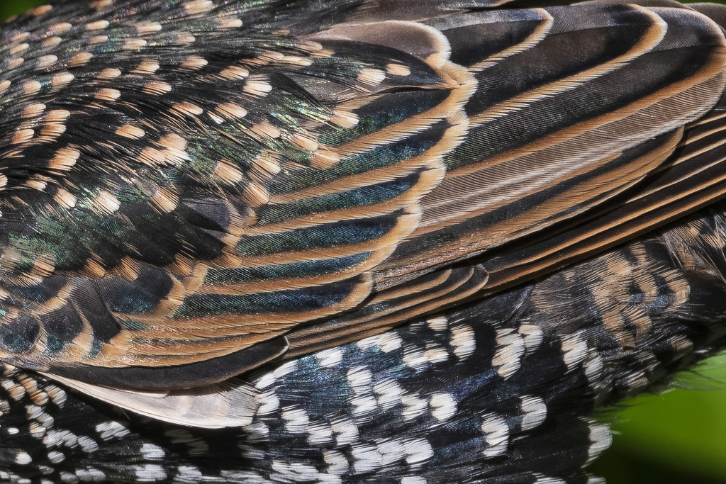 European Starling (detail)