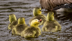 Goslings..there's always one..