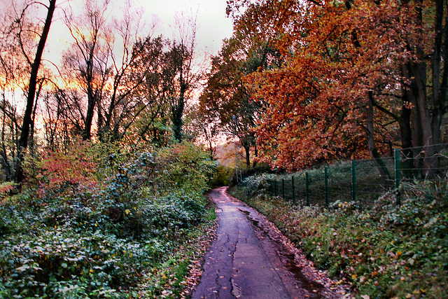 Weg am Kötterberg (Bochum-Grumme) / 11.11.2023