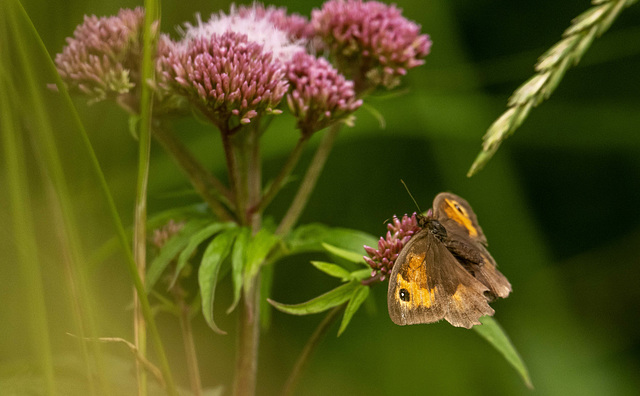 Meadpw brown butterfly