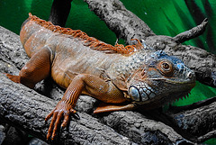 20230728 3342CPw [D~HF] Roter Leguan (Iguana iguana), Tierpark Herford