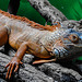 20230728 3342CPw [D~HF] Roter Leguan (Iguana iguana), Tierpark Herford