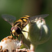 Hoverfly
