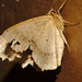 IMG 7118moth