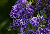 333/365 Duranta