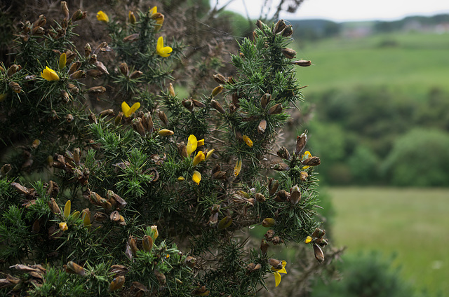 Gorse on the North York Moors