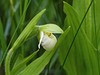 Sparrow's-egg Orchid / Cypripedium passerinum