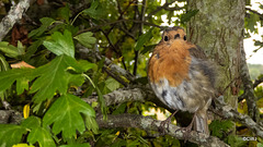 The Gazebo robin waiting to be fed