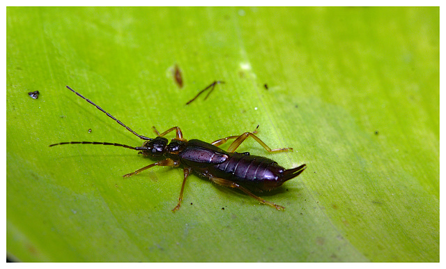 Earwig IMG_2634