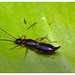 Earwig IMG_2634