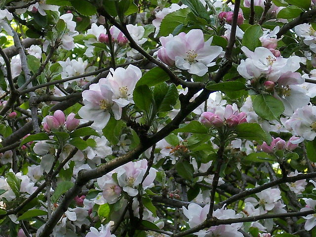 Glorious apple blossom