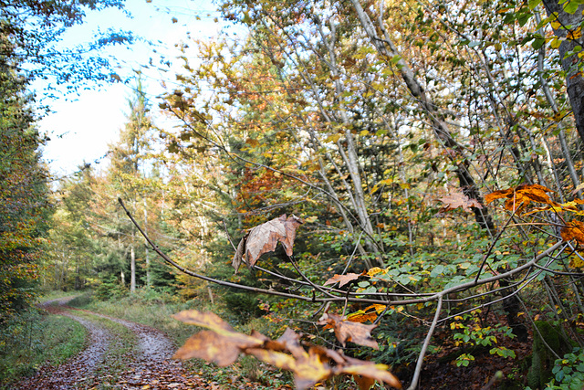 Autumn in the woods