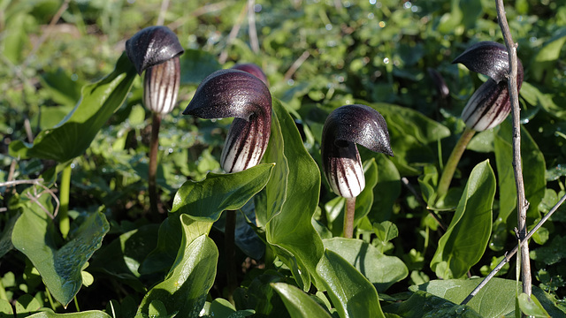 Arisarum simorrhinum