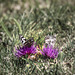 marbled whites